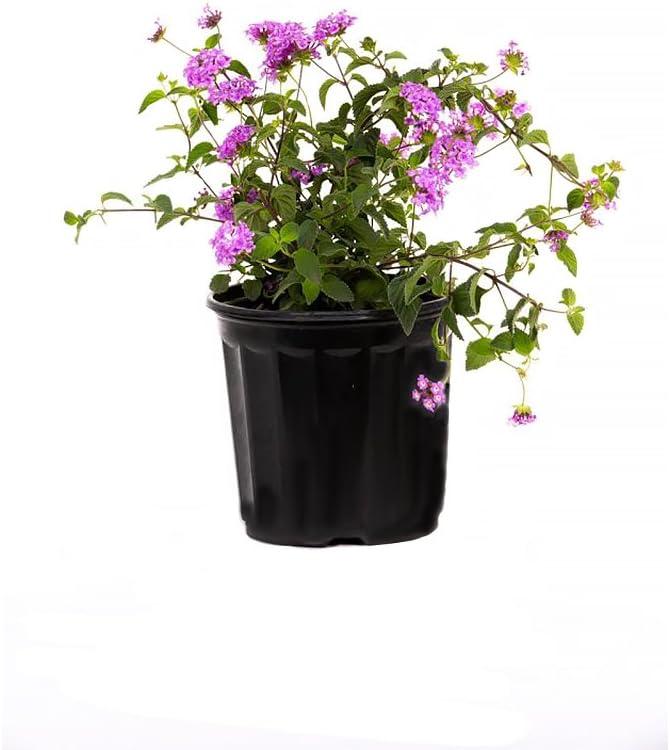 American Plant Exchange American Plant Exchange Lantana Lavender, 6-Inch Pot, Drought Tolerant Live Plant, Purple Cluster Flowers