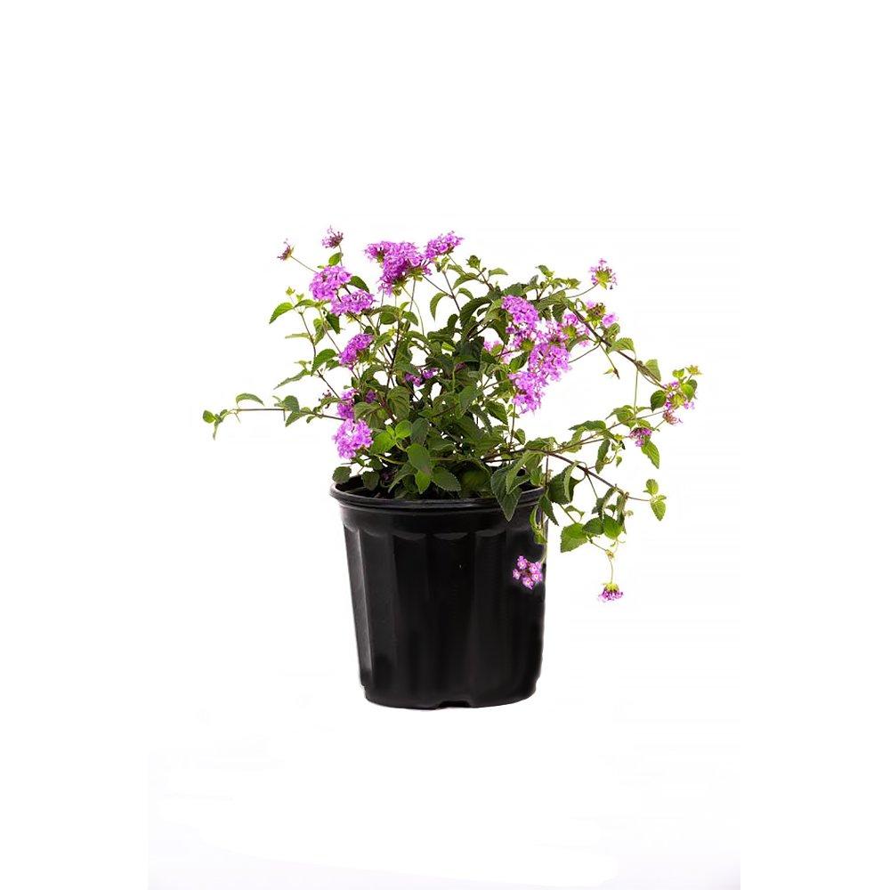 American Plant Exchange American Plant Exchange Lantana Lavender, 6-Inch Pot, Drought Tolerant Live Plant, Purple Cluster Flowers