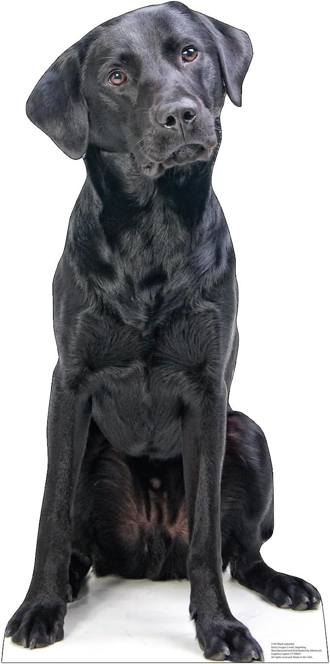 40 x 19 in. Black Labrador Life-Size Cardboard Cutout