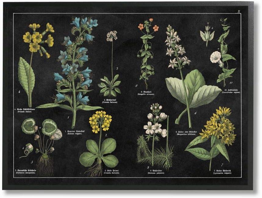 Stupell Industries Antique Wild Flower Chart Scientific Botanical Print Framed Wall Art Design by Wild Apple Portfolio, 24" x 30", Black Framed