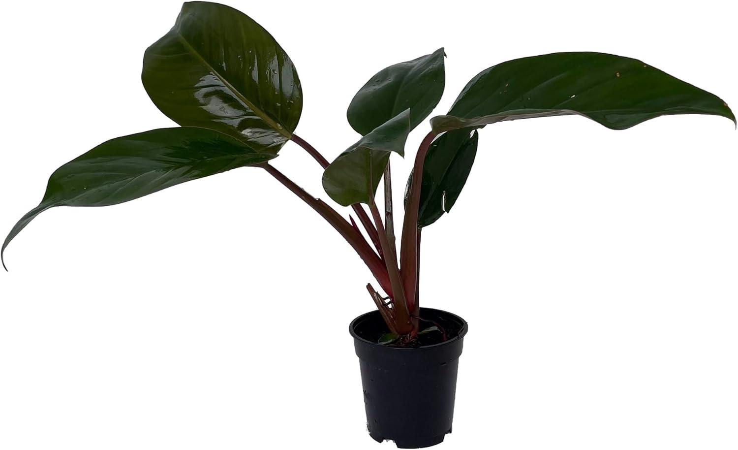 Rare Black Cardinal Philodendron in 4" Pot with Glossy Bronze Leaves