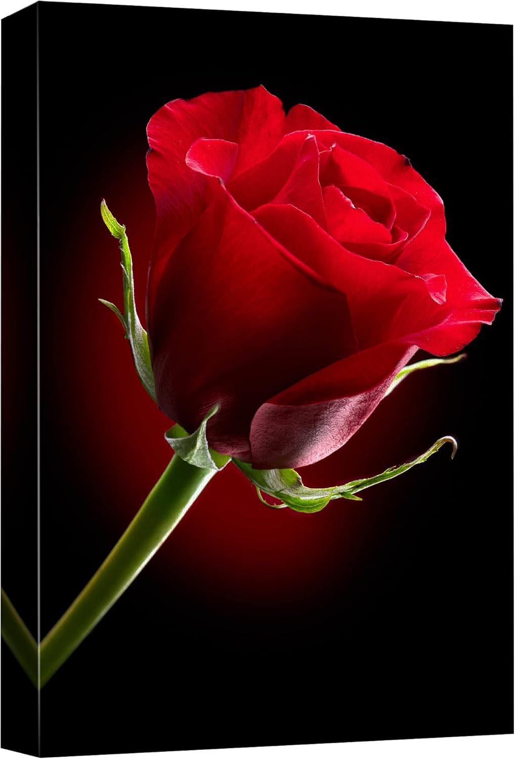 Canvas Prints Wall Art - Closeup of Red Rose Flower Against Black Background | Modern Wall Decor/Home Decoration Stretched Gallery Canvas Wrap Giclee Print & Ready to Hang - 32" x 48"