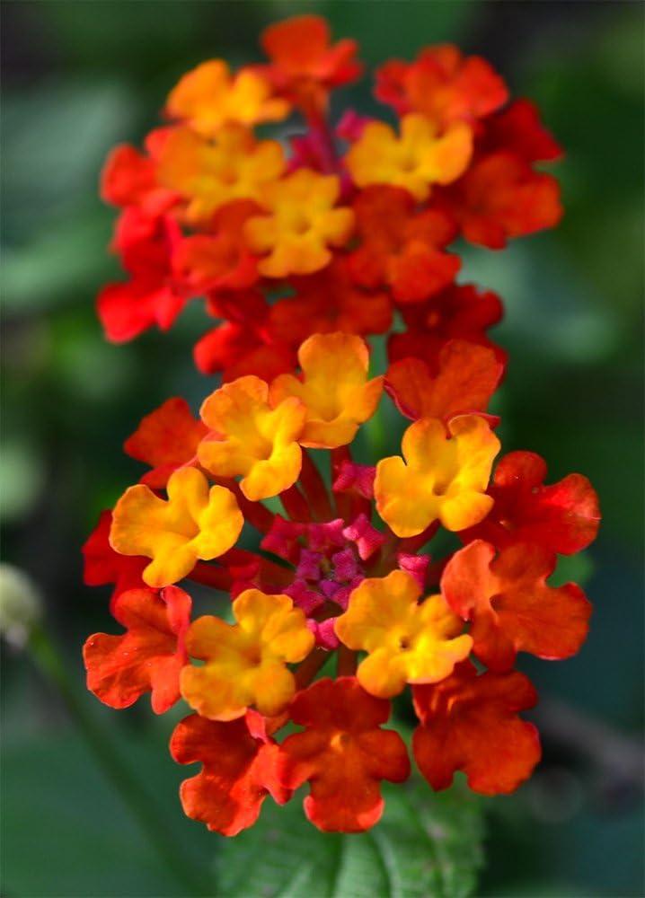 American Plant Exchange Lantana Dallas Red, 6-Inch Pot, Red & Orange Flowers, Attracts Butterflies