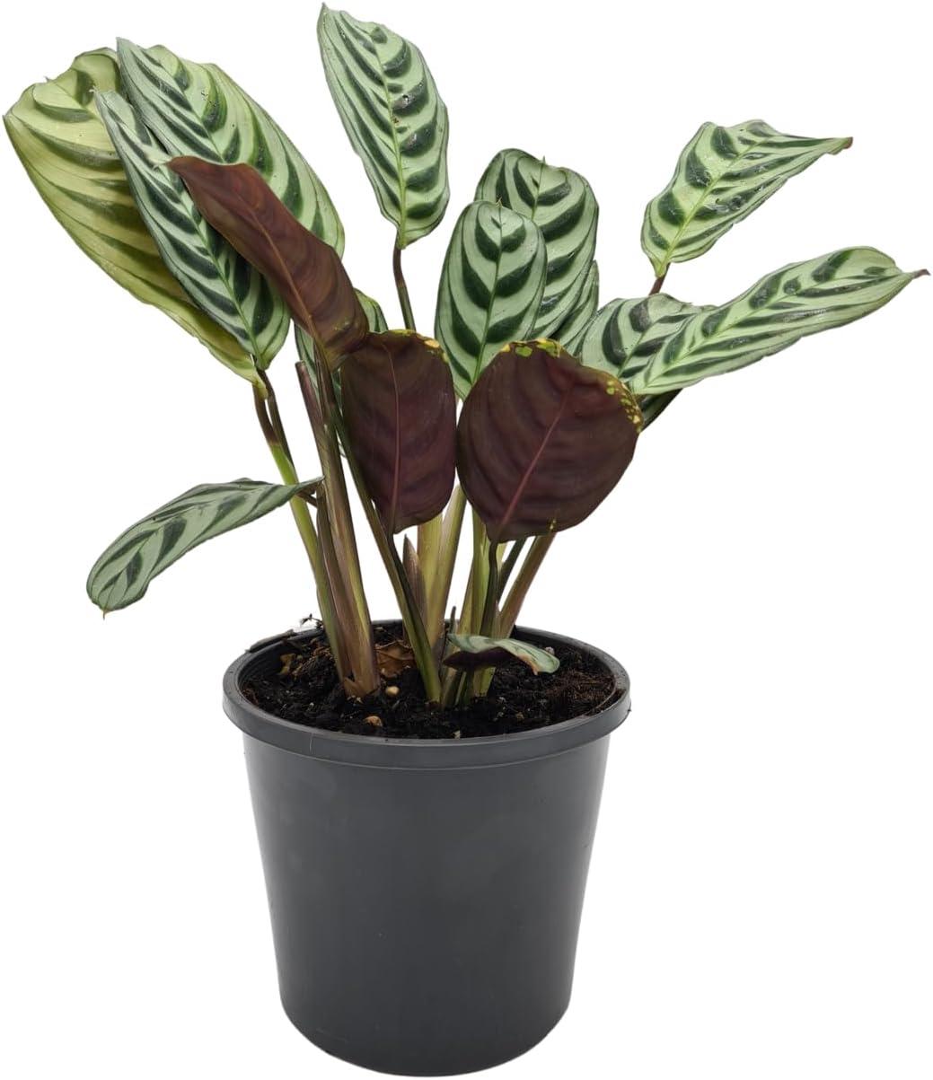 Calathea Burle Marxii Green and Burgundy Indoor Plant in 4-Inch Pot