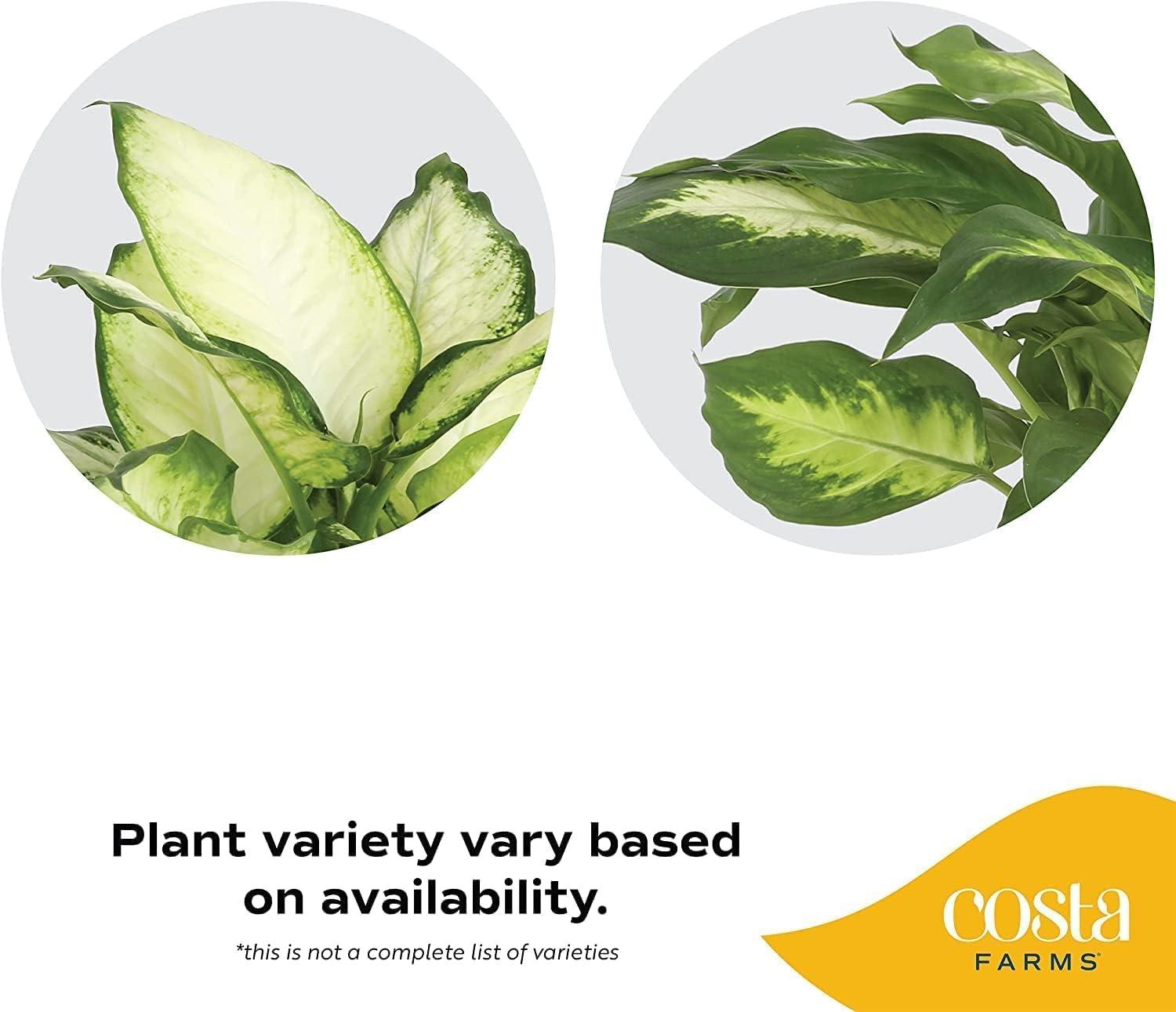 Costa Farms 12" Tall Dieffenbachia, Bright Indirect Sunlight, Indoor Live House Plants, Grow Pot