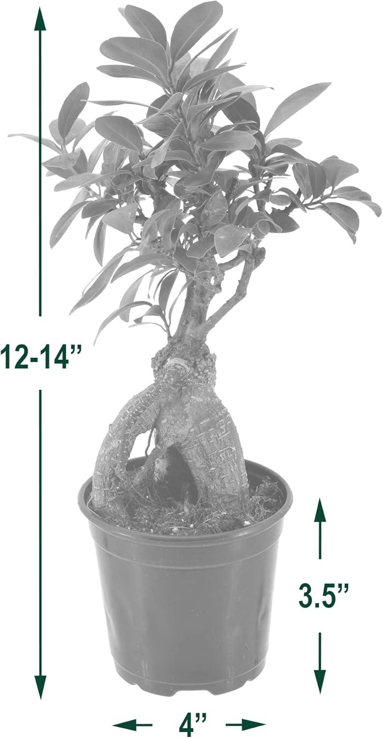 Primrue 13'' Ficus Plant