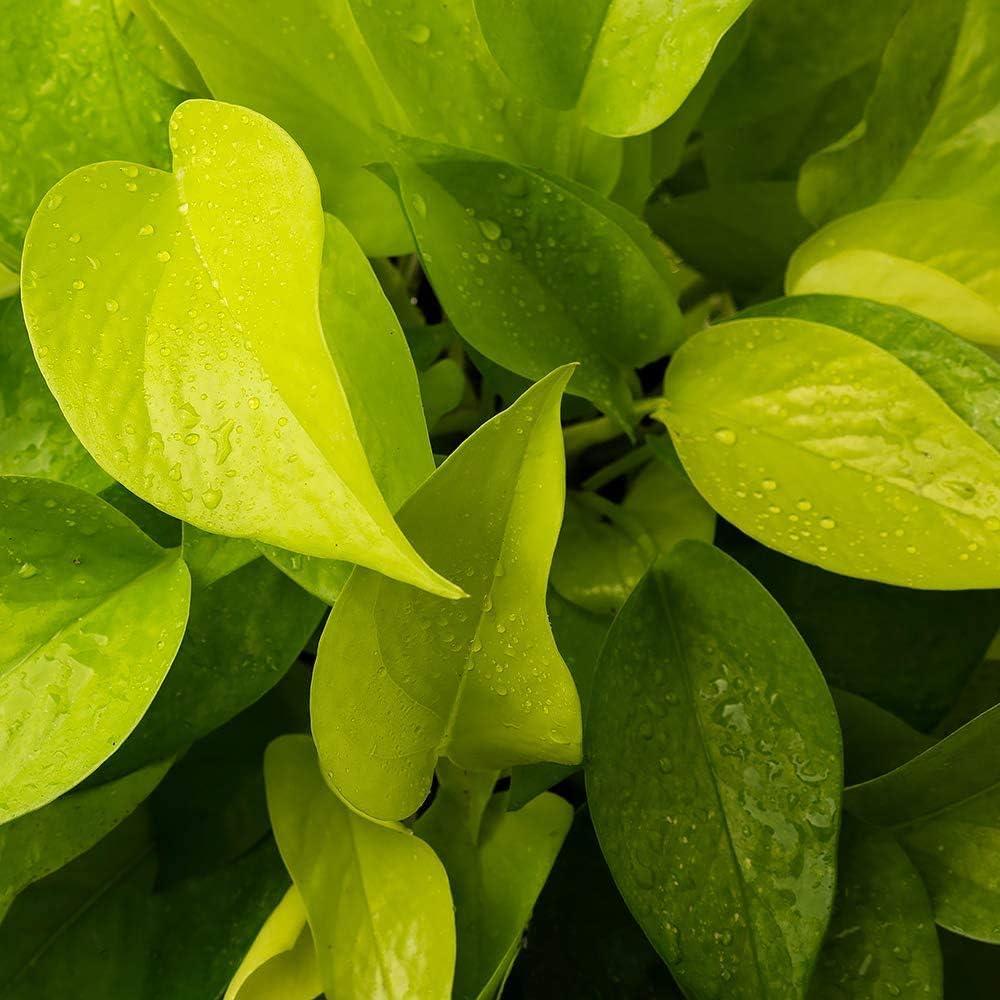 Neon Green Heart-Shaped Leaf Indoor/Outdoor Pothos Plant in 6-Inch Pot