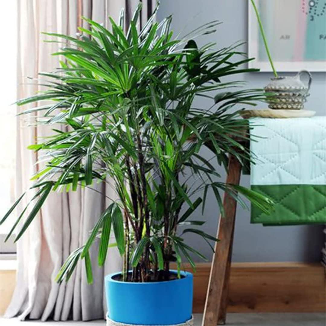 American Plant Exchange Live Palm Large Rhapis Excelsa Lady Tree, 3-Gallon Pot