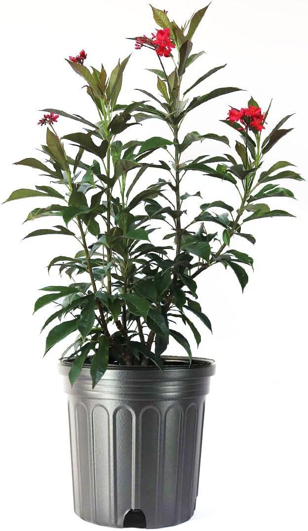 Red Flowering Jatropha Bush in 10-Inch Pot