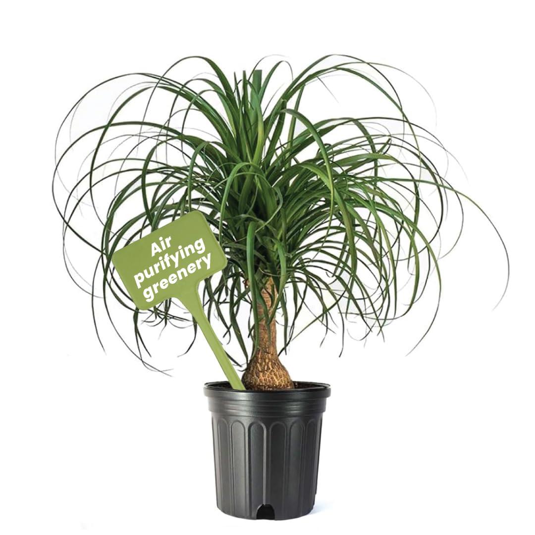 American Plant Exchange Ponytail Palm Tree, Extra Large Floor Plant, 10-Inch Pot, 3ft Tall, One-of-a-Kind Houseplant