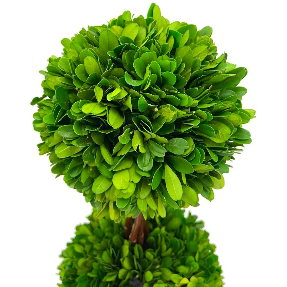 Modern Home 27" Real Preserved Boxwood Topiary Plant – Double Ball Faux Greenery in Rustic Pot – Indoor Outdoor Decorative Potted Plant for Home, Office, Porch, Patio, or Event Décor