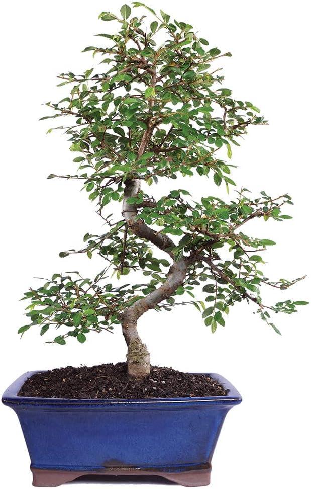 Evergreen Chinese Elm Bonsai - 22" Height Indoor/Outdoor