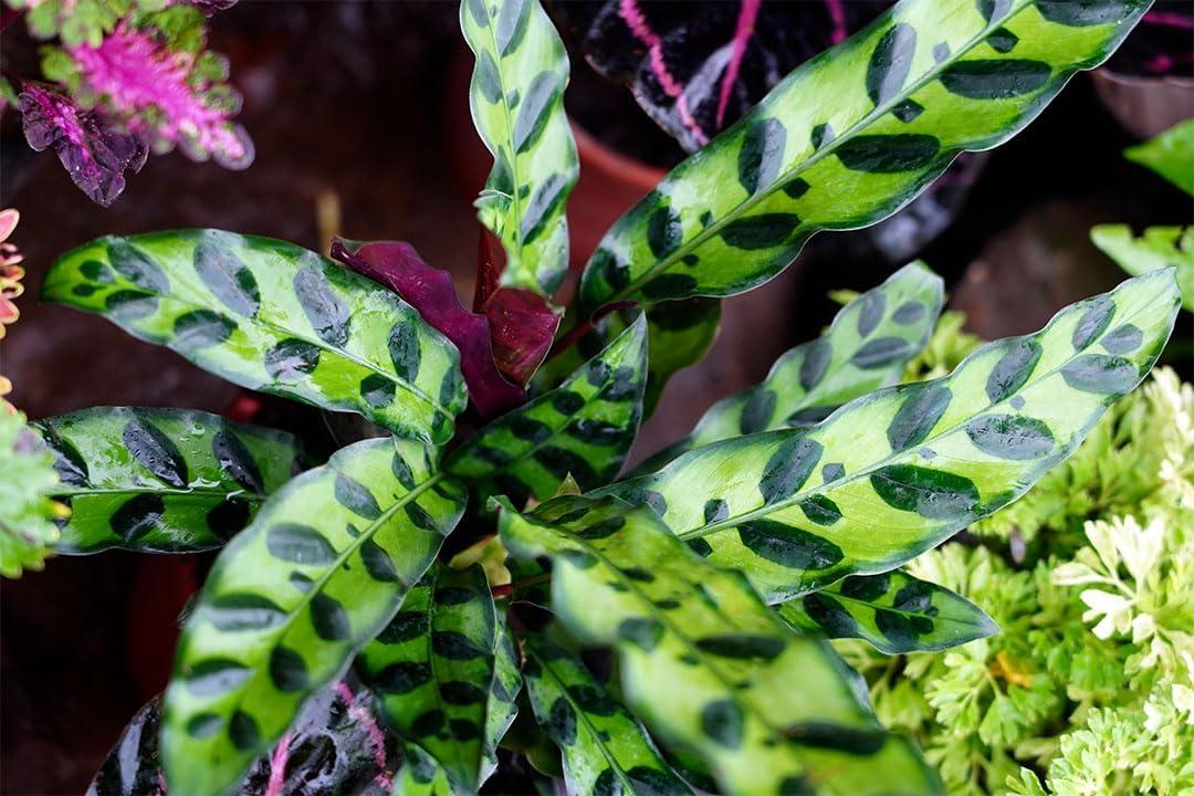 American Plant Exchange Rattlesnake Calathea Lancifolia Prayer Plant, Live Tropical Plant, Air-Purifying Houseplant