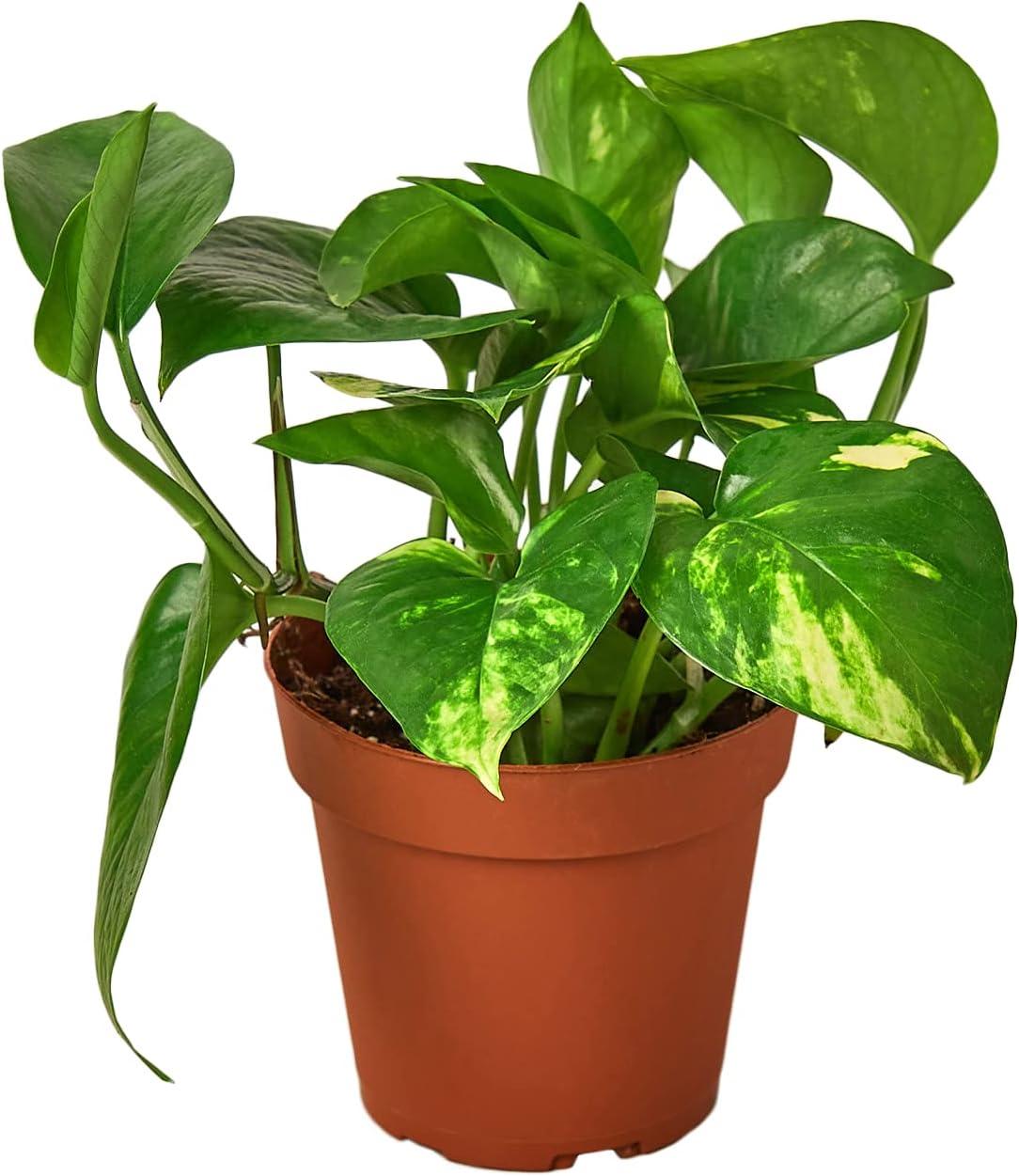 Golden Pothos 4" Nursery Pot Indoor/Outdoor Plant