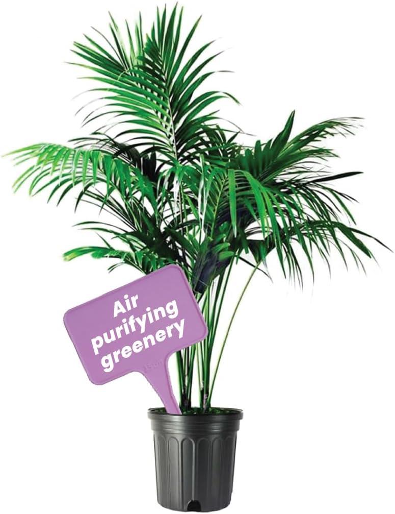 Large Green Kentia Palm in 10-Inch Pot