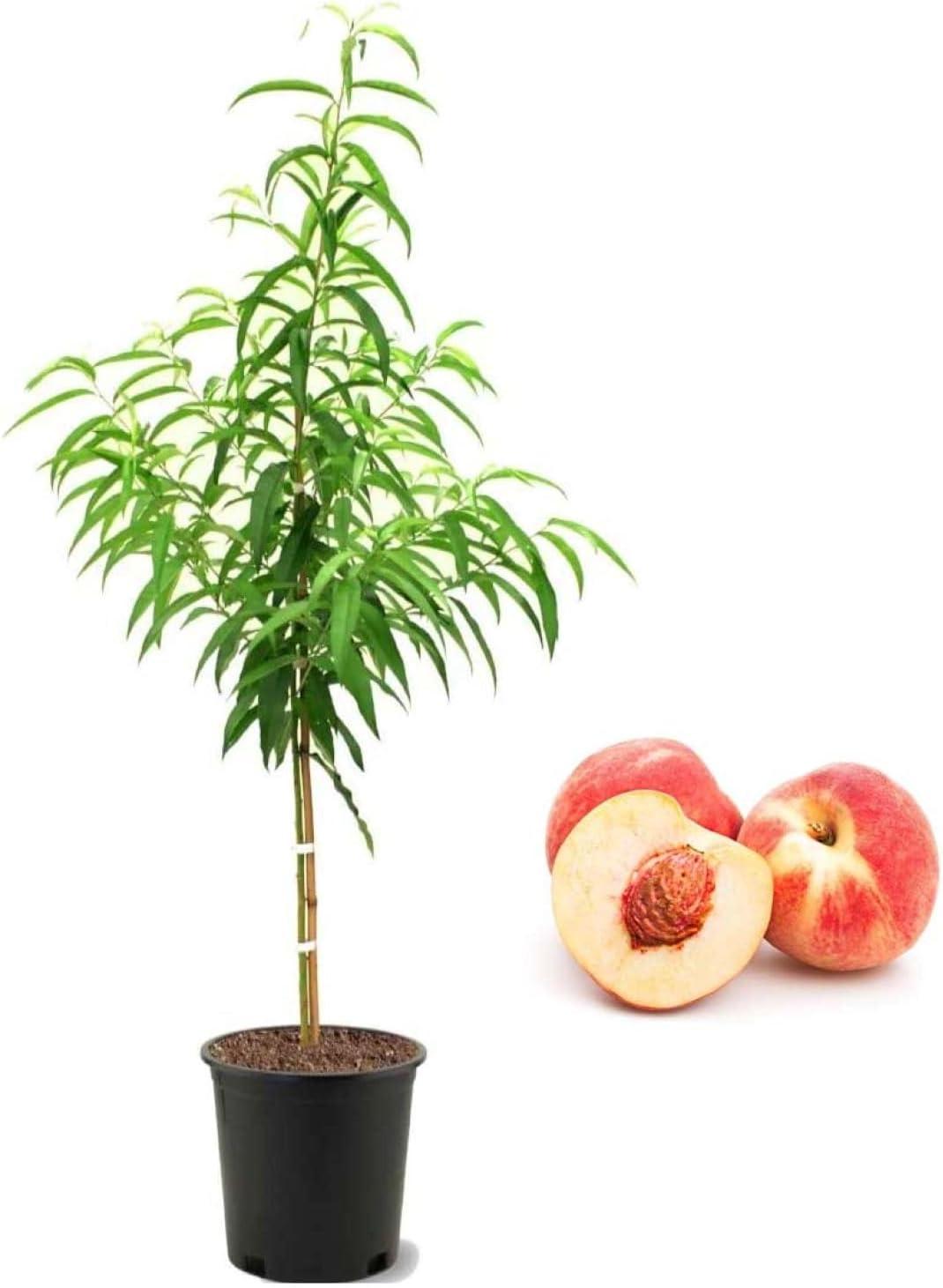 Belle of Georgia Peach Tree in 5-Gallon Pot for Zones 5-9