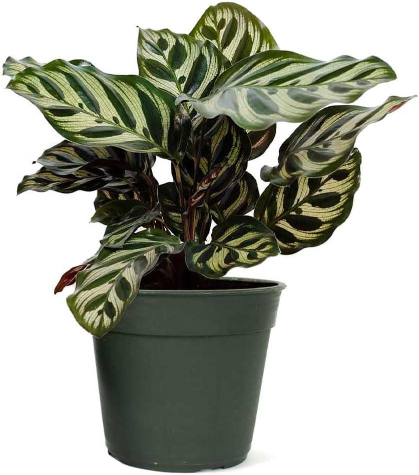 American Plant Exchange Makoyana Calathea Prayer Plant, Live Tropical Plant, Purple & Green Foliage Houseplant