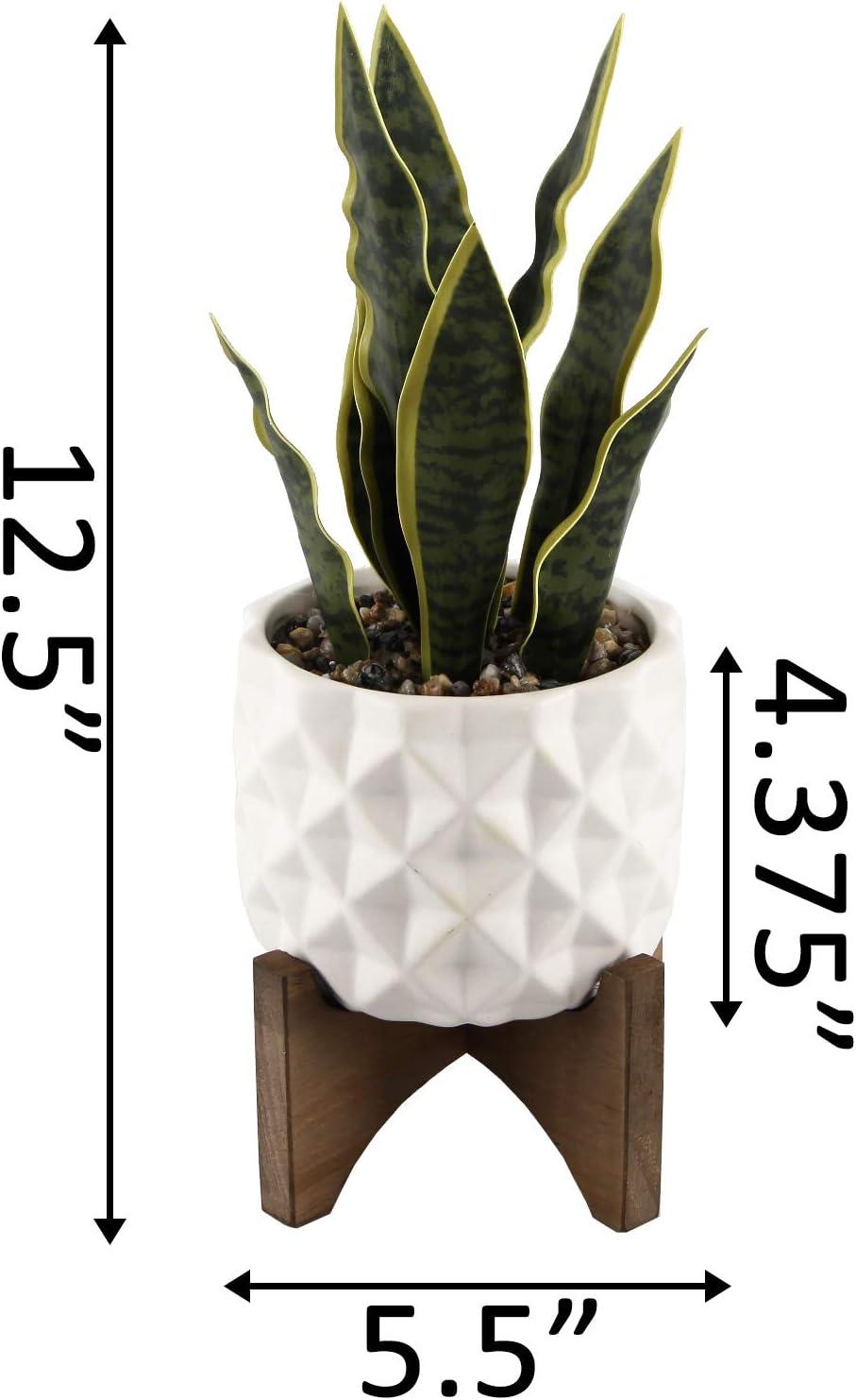 Tabletop Evergreen Succulent in White Ceramic Planter