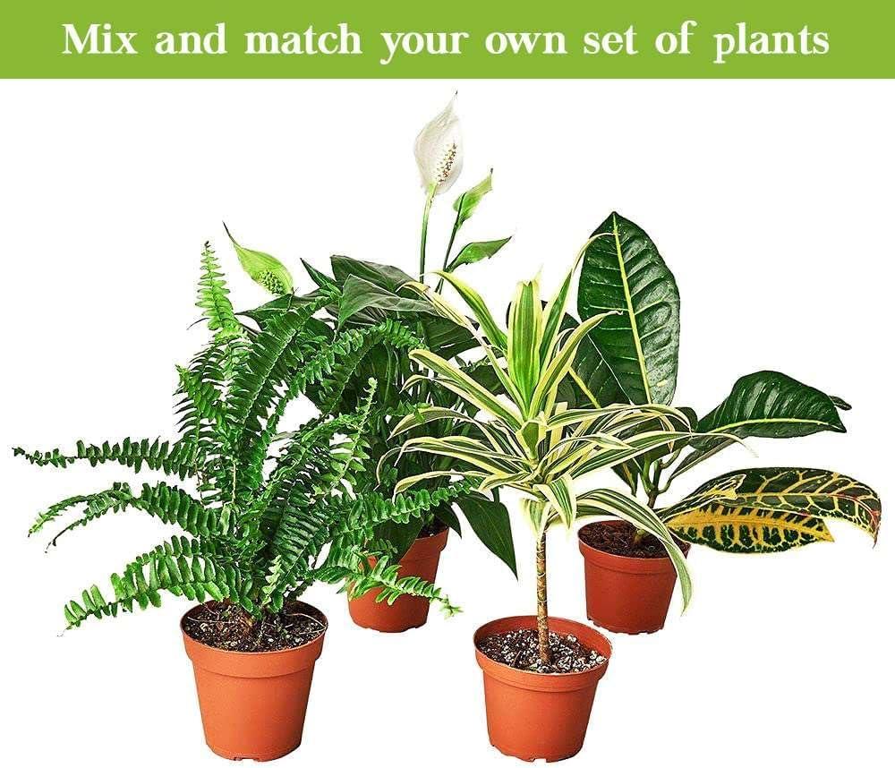 House Plant Shop Live Foliage Plant