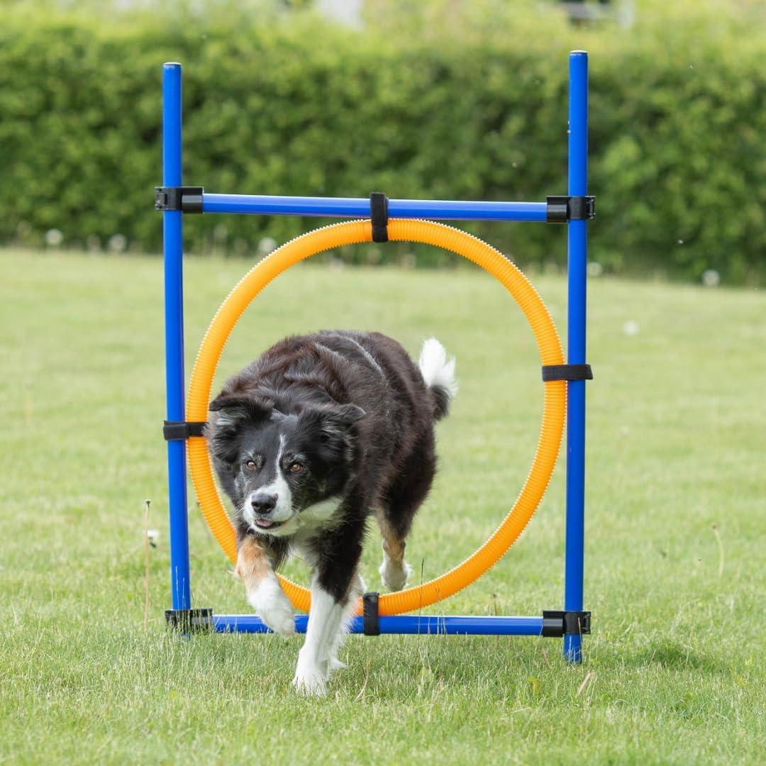 Adjustable Blue and Orange Dog Agility Training Ring