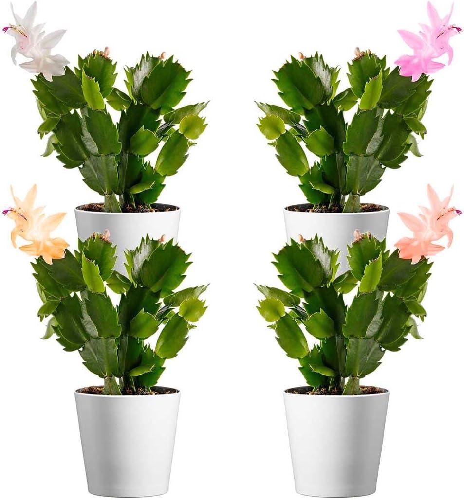 American Plant Exchange Live Flowering Christmas Cactus Plant, 4-Inch Pots, Bundles