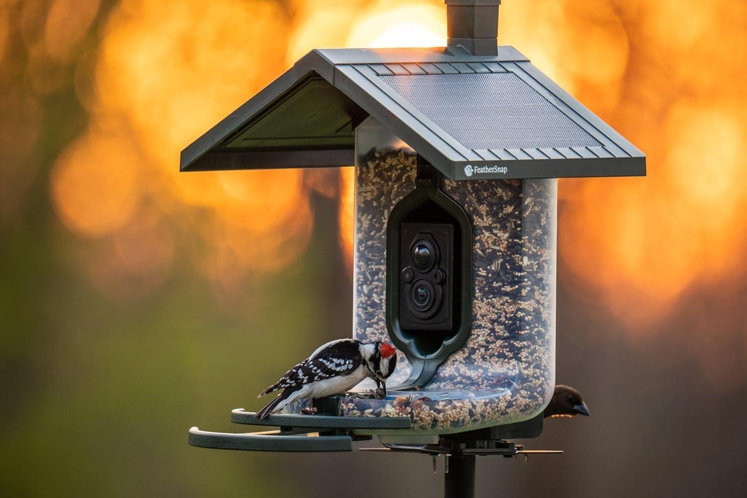 Feathersnap Scout WiFi Solar-Powered Smart Bird Feeder