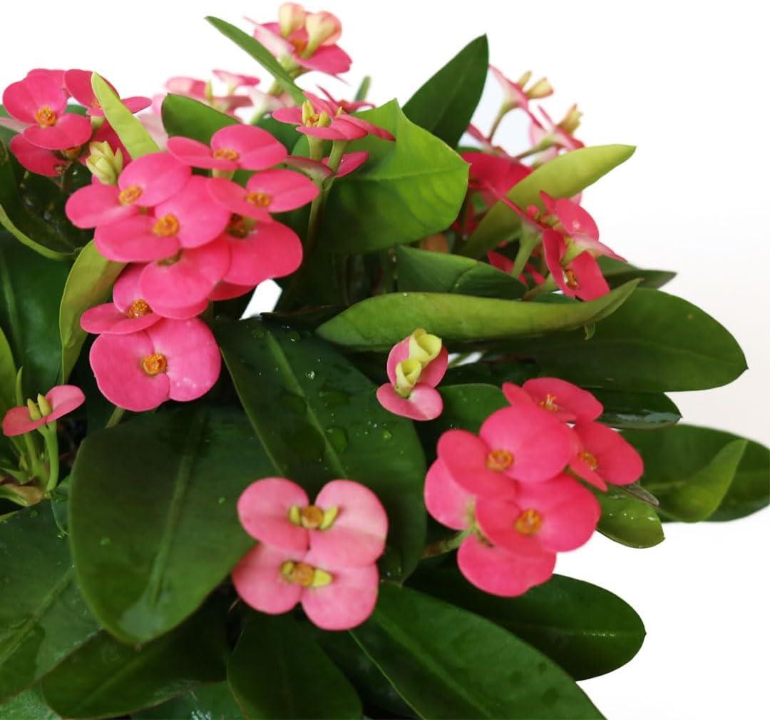 American Plant Exchange Live Evergreen Crown of Thorns, 6-inch pot, Red, Pink or Yellow