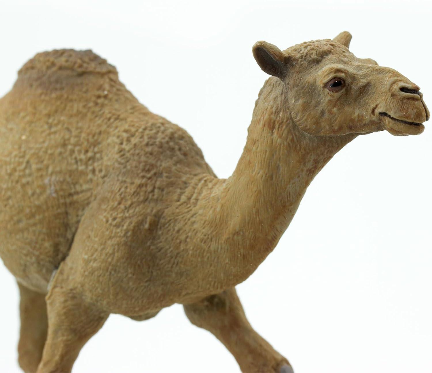 Safari Ltd. Dromedary Camel Figurine - Lifelike 5.75" Model Figure - Educational Toy for Boys, Girls, and Kids Ages 3+