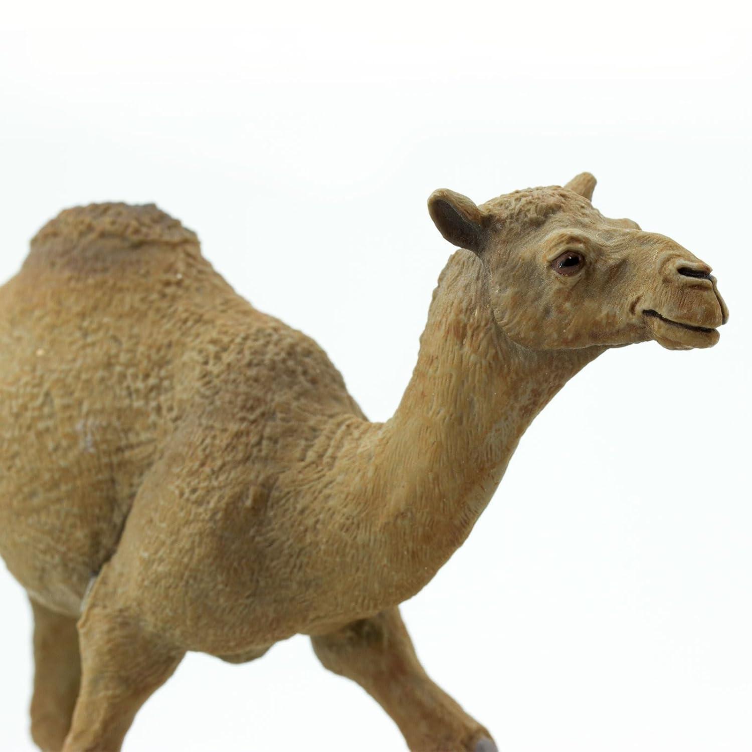 Safari Ltd. Dromedary Camel Figurine - Lifelike 5.75" Model Figure - Educational Toy for Boys, Girls, and Kids Ages 3+