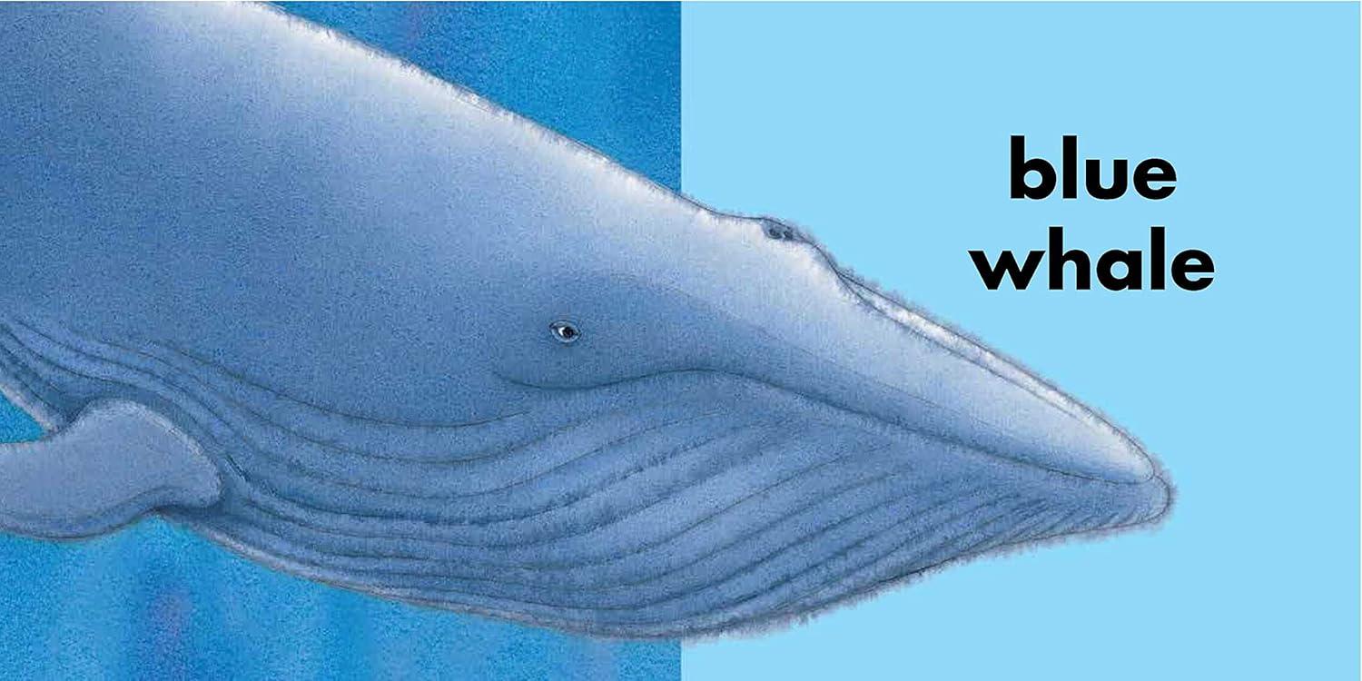 The Rainbow Fish Colors - by  Marcus Pfister (Board Book)