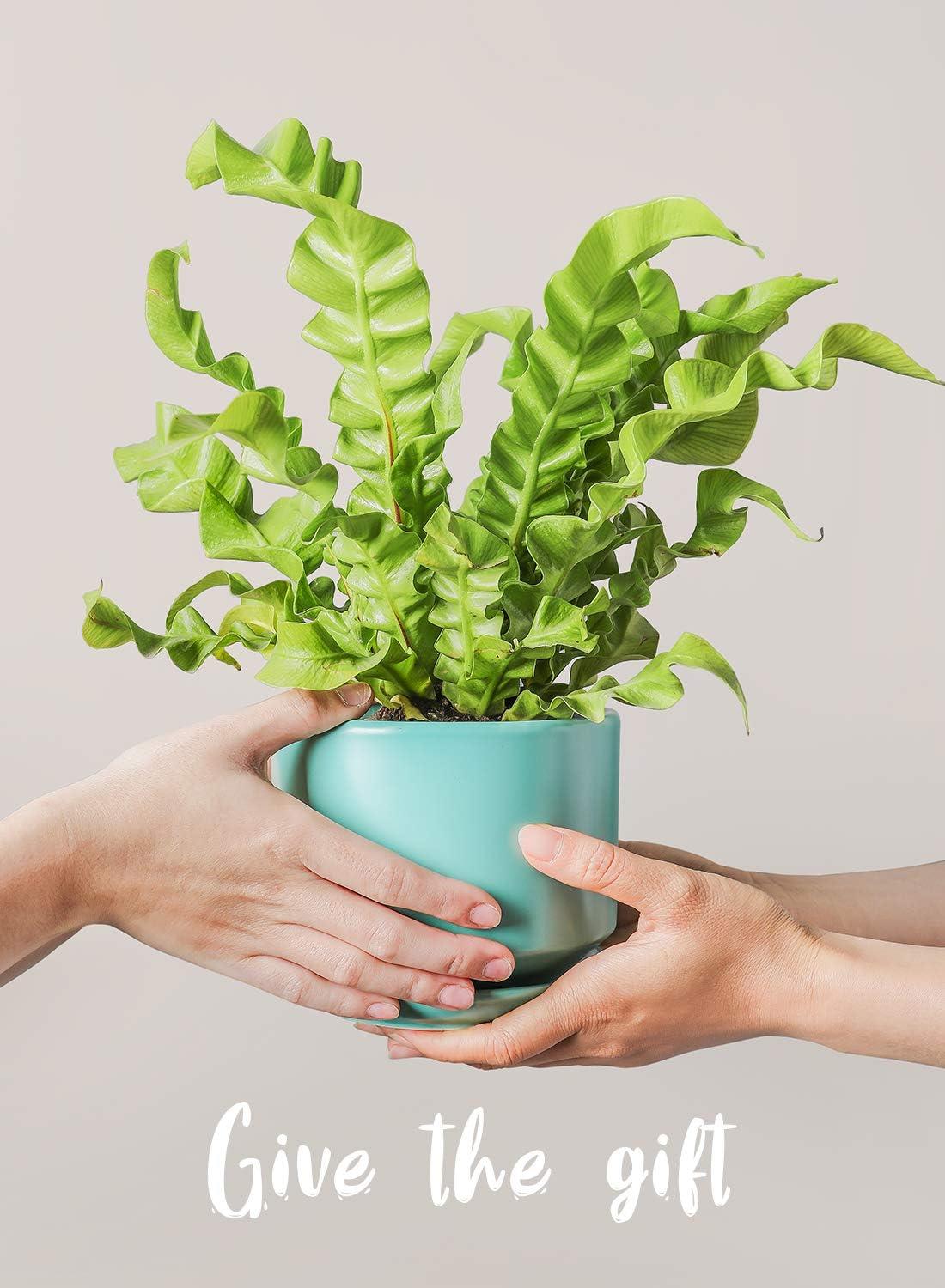 Set Of 3 Modern Ceramic Planter Pots With Drainage - Stylish Indoor/Outdoor Decor