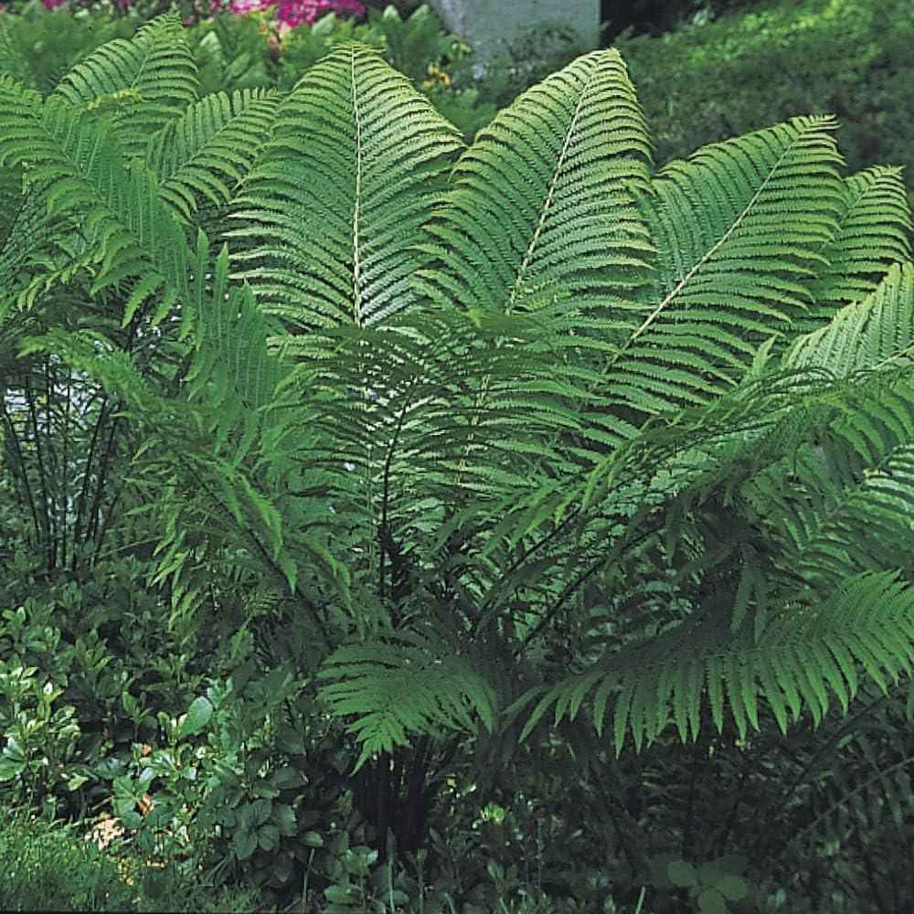 Tennessee Ostrich Fern Dormant Bare Root Starter Perennial Plant, 1-Pack