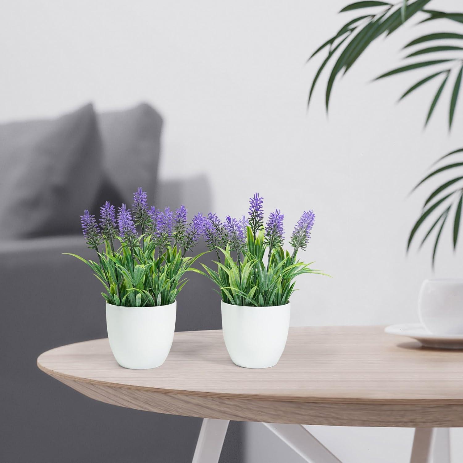 Small Potted Lavender Plants in White Plastic Pots