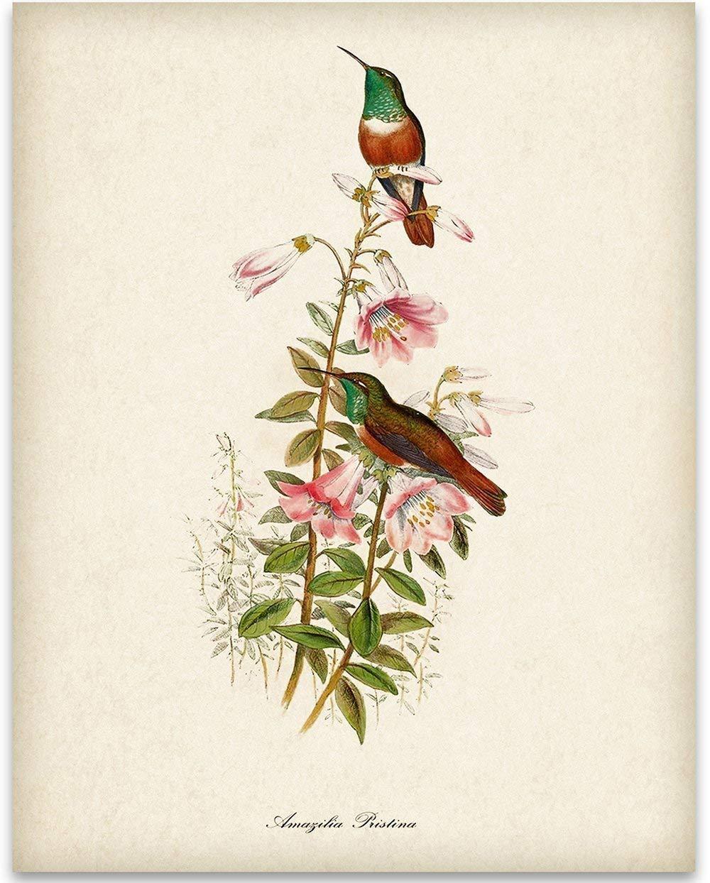 Vintage Hummingbirds and Flowers 11x14 Art Print