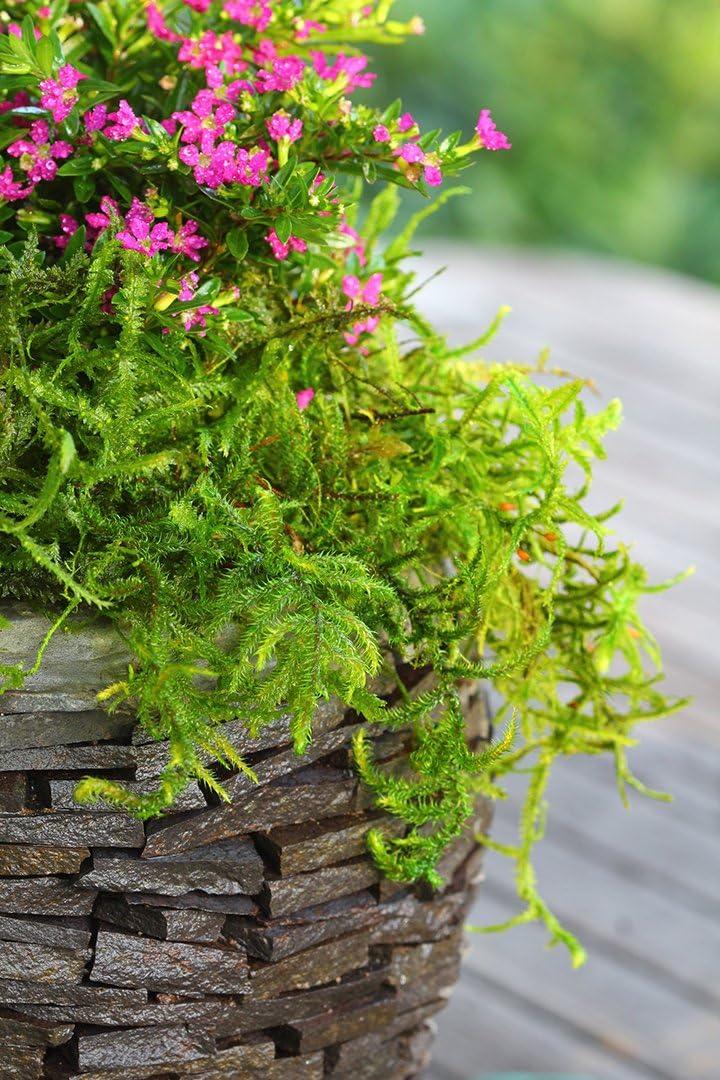 SuperMoss Preserved Forest Moss Decorative Filler: Basket Liner, Soil Topper, Craft Projects - Green