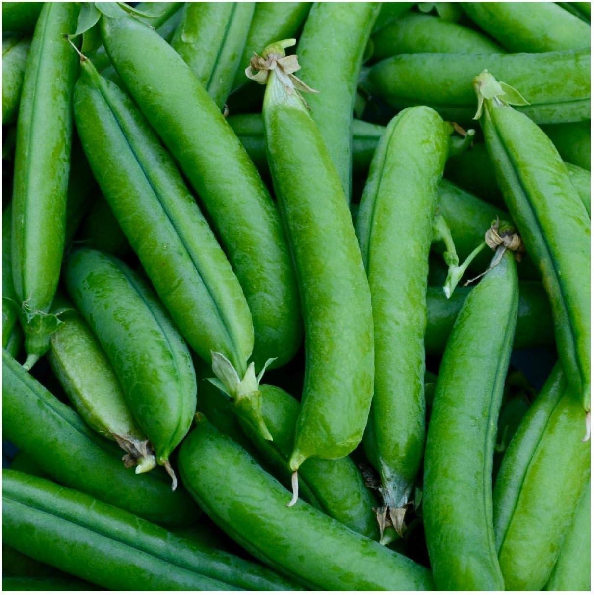 Everwilde Farms - 1 lb Little Marvel Garden Pea Seeds - Gold Vault Bulk Seed Packet
