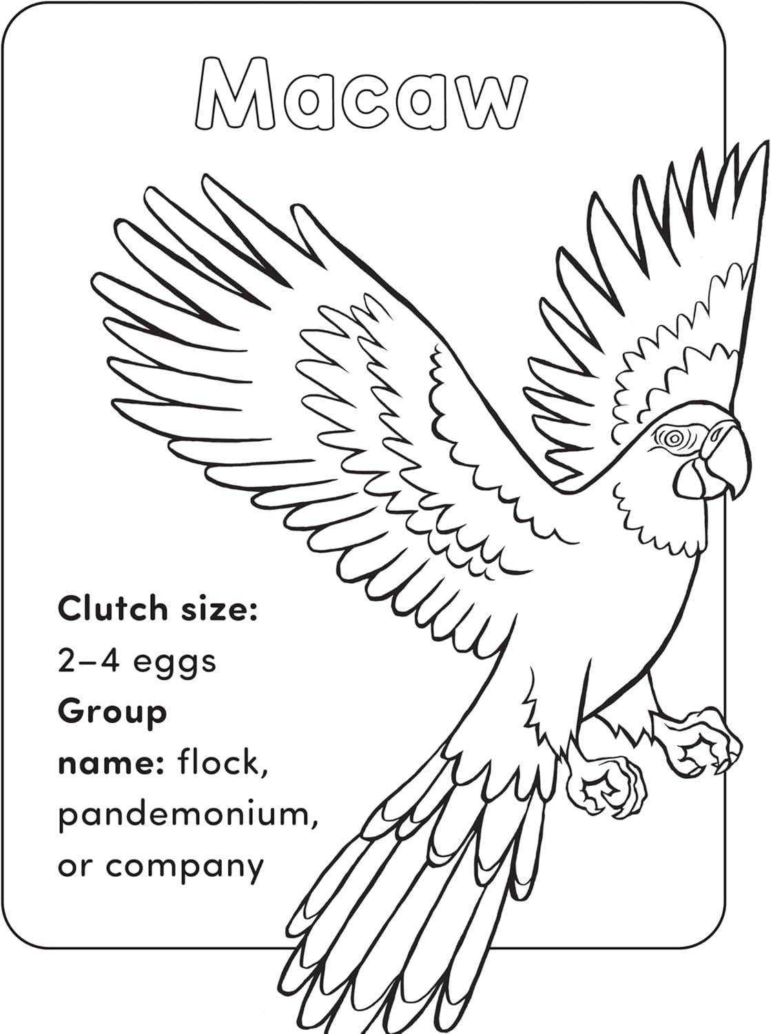 Bird Book for Kids: Fun Facts and Coloring Adventures