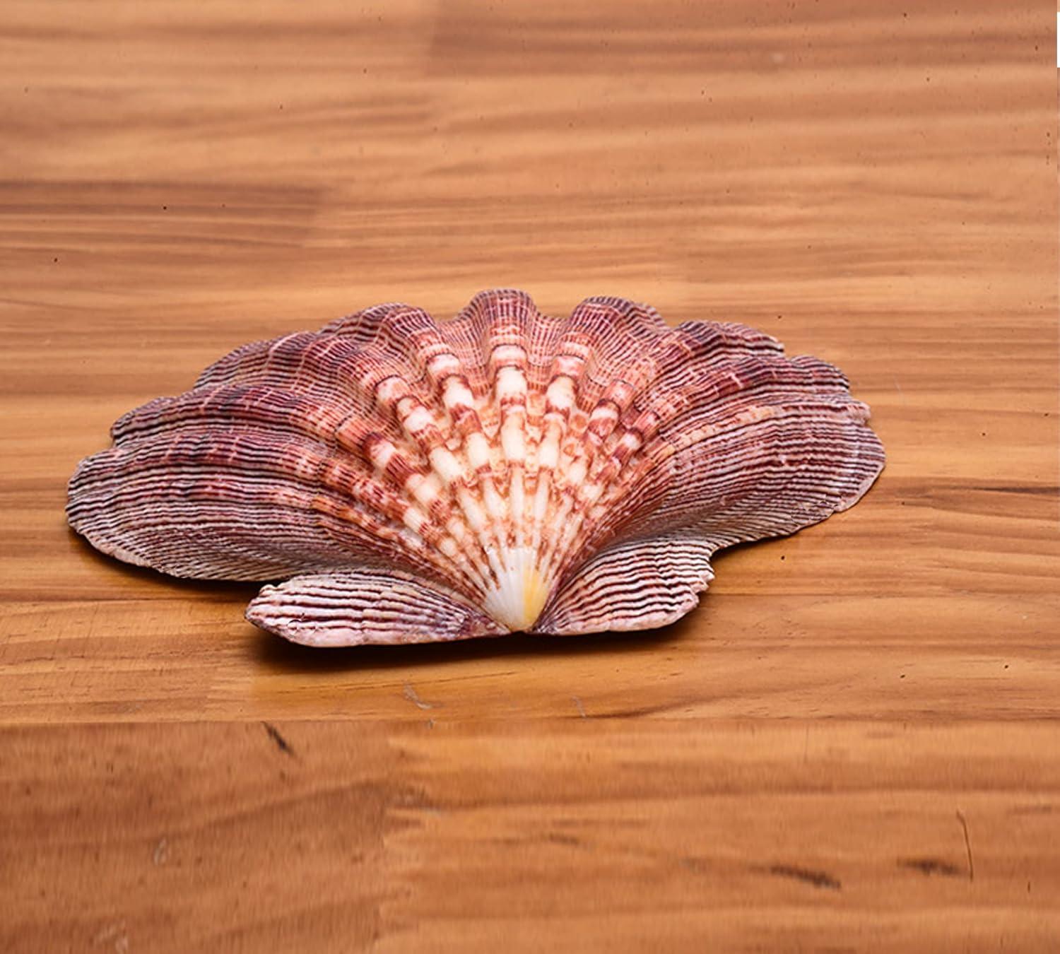 2 PCS Large Great Orange Lions Paw Scallop 5-6" Shells for Baking Smudging Craft Beach Decor. Ocean Beach Seashells Perfect for Home Decoration, Art Craft, Vase Filler Fish Tank