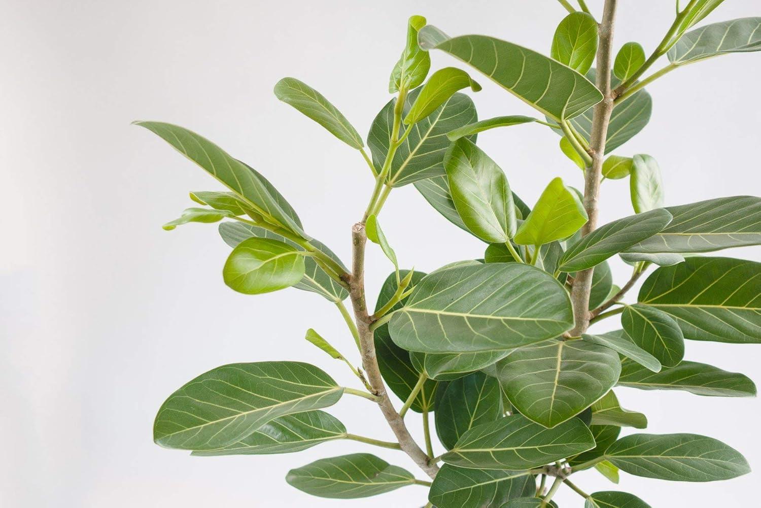 Ficus Audrey Column Live Plant in 10 Inch Pot