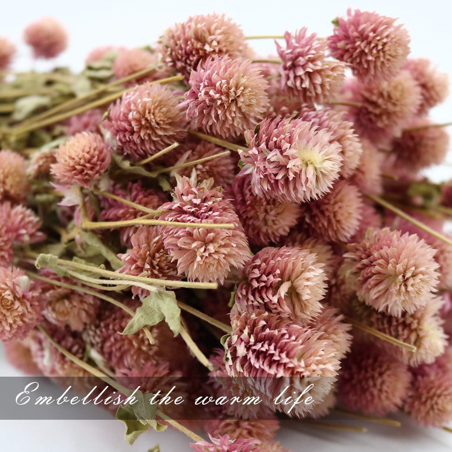 Pink Dried Globe Amaranth Flower Bundle for Home Decor