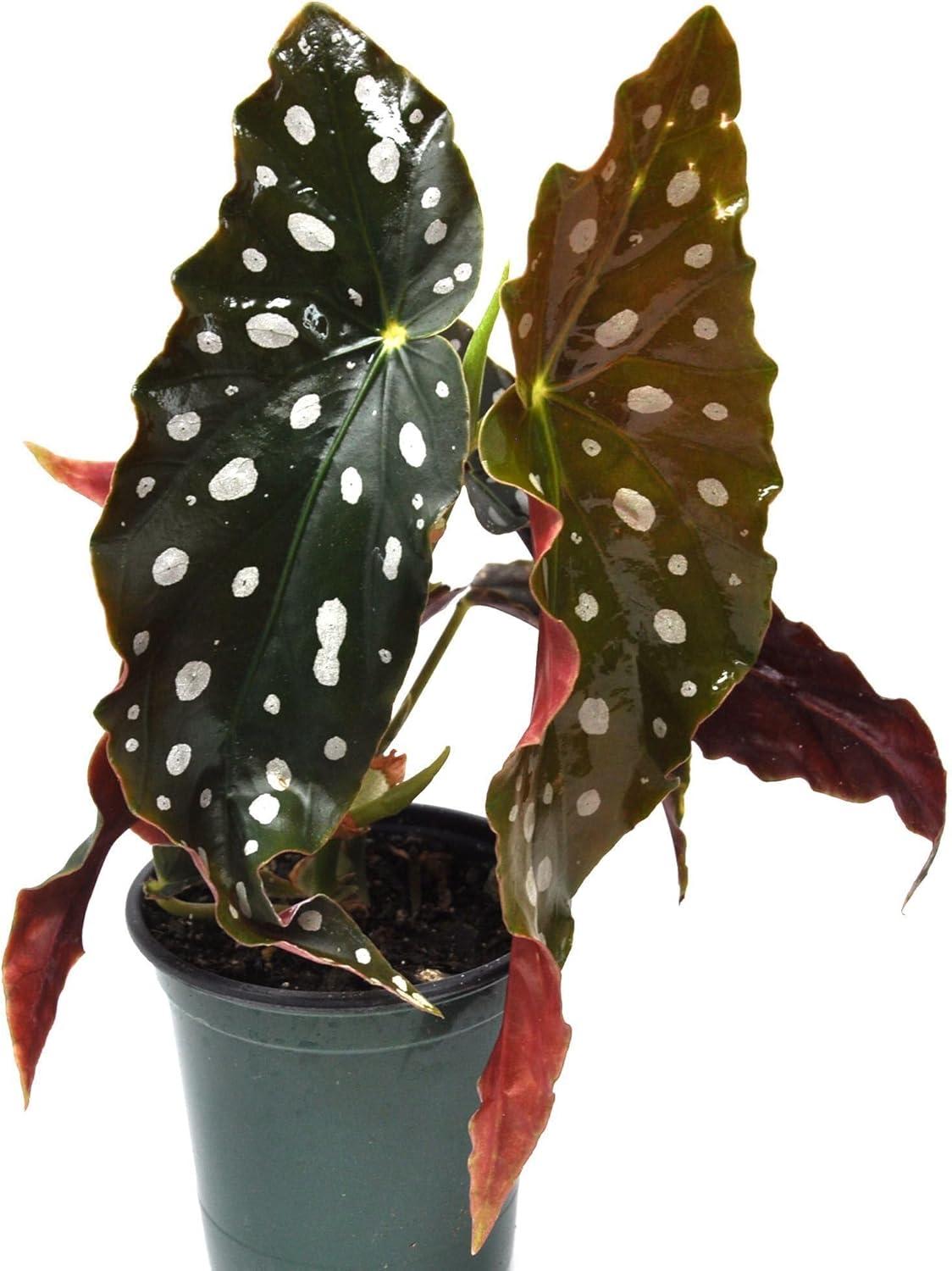 Begonia Maculata, Polka Dot Begonia - Pot Size: 3.5" - Colorful Foliage, Plants