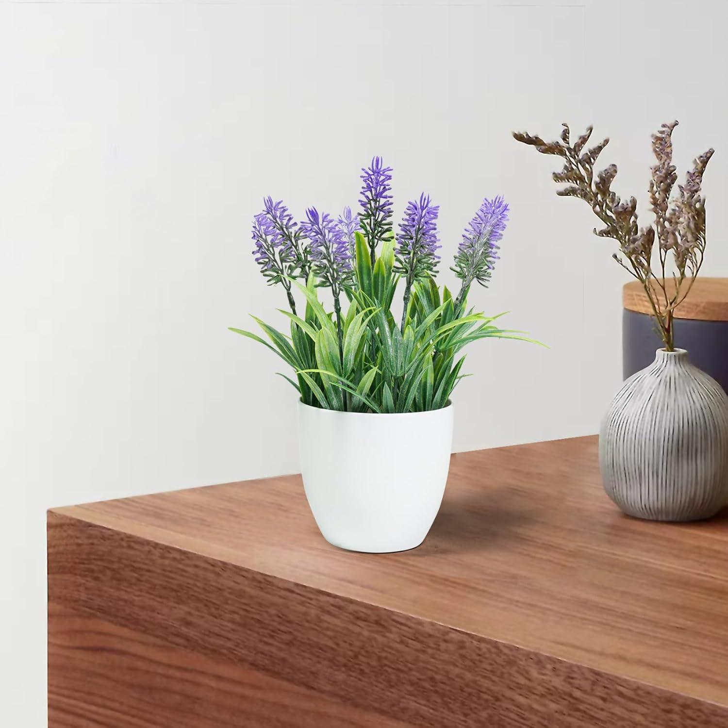 Small Potted Lavender Plants in White Plastic Pots