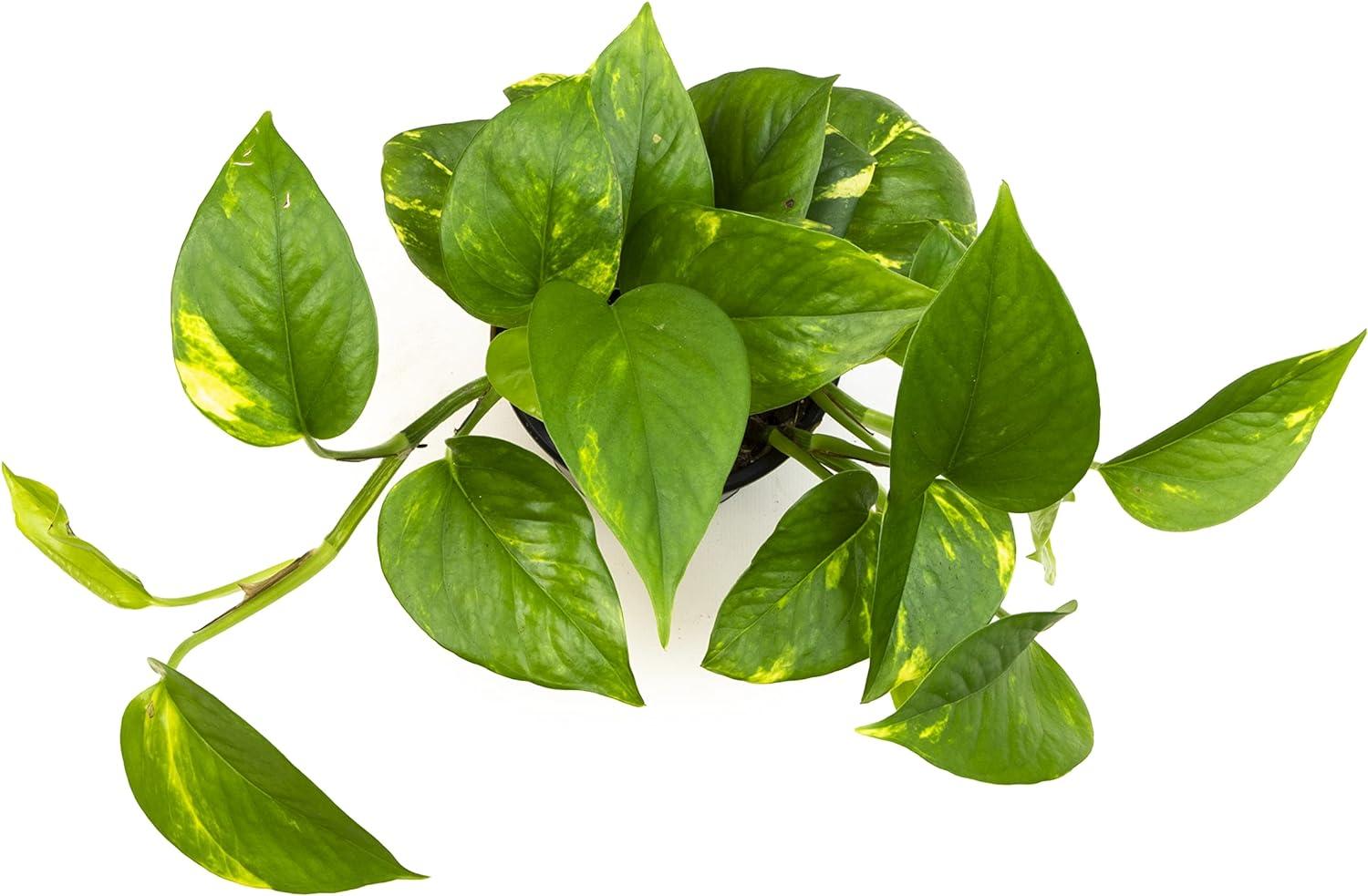 4in Golden Pothos Plant in Plastic Nursery Pot