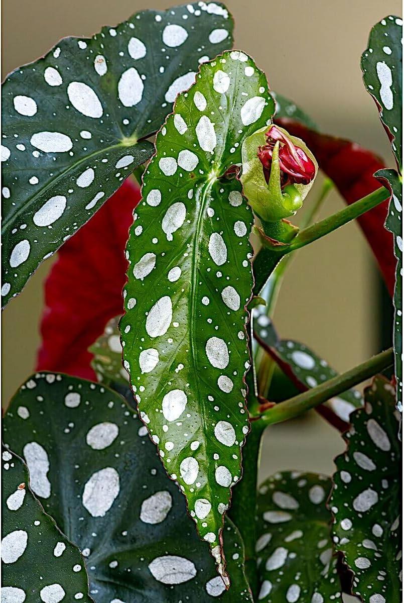 Begonia Maculata, Polka Dot Begonia - Pot Size: 3.5" - Colorful Foliage, Plants