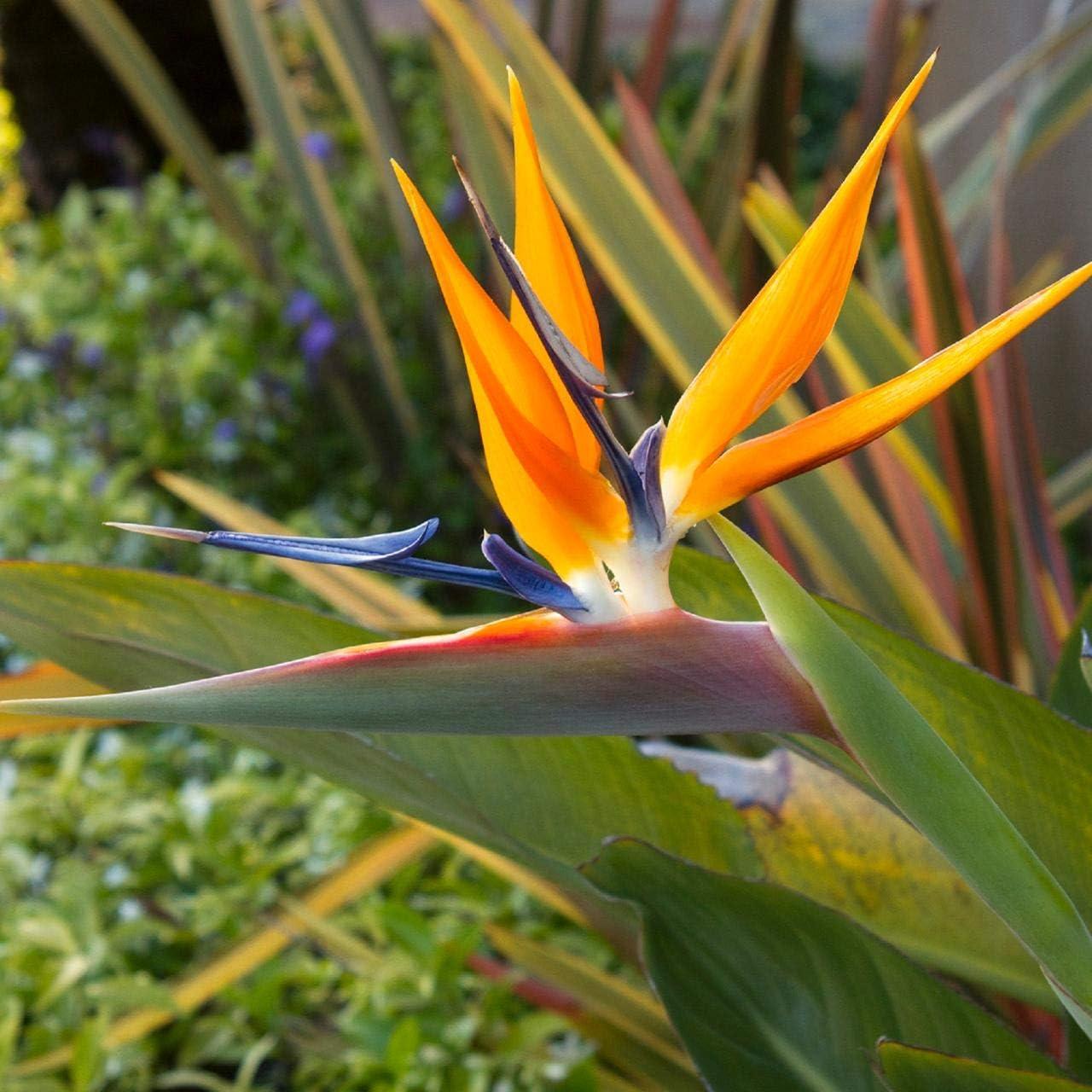 Tropical Orange Bird of Paradise Plants in Loam Soil