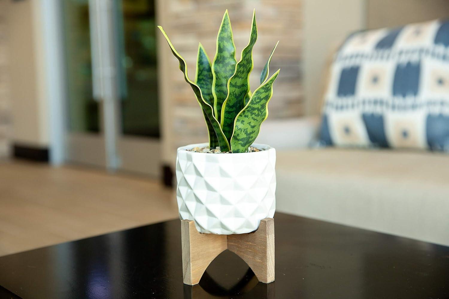 Tabletop Evergreen Succulent in White Ceramic Planter