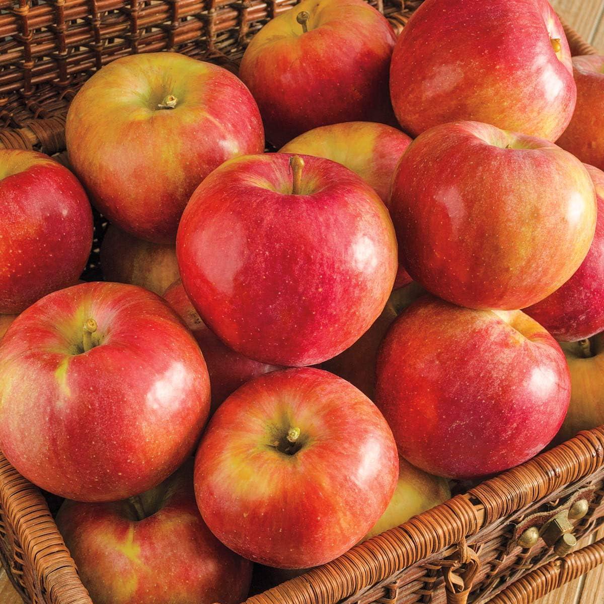 Sweet Sixteen Apple Standard Dormant Bare Root Starter Fruit Tree, 1-Pack