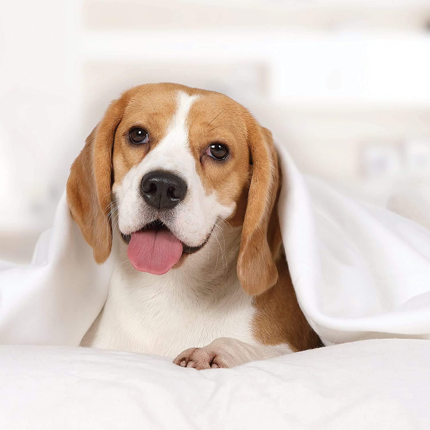 Becky Cameron Garden Estate Pattern Microfiber Sheet Set