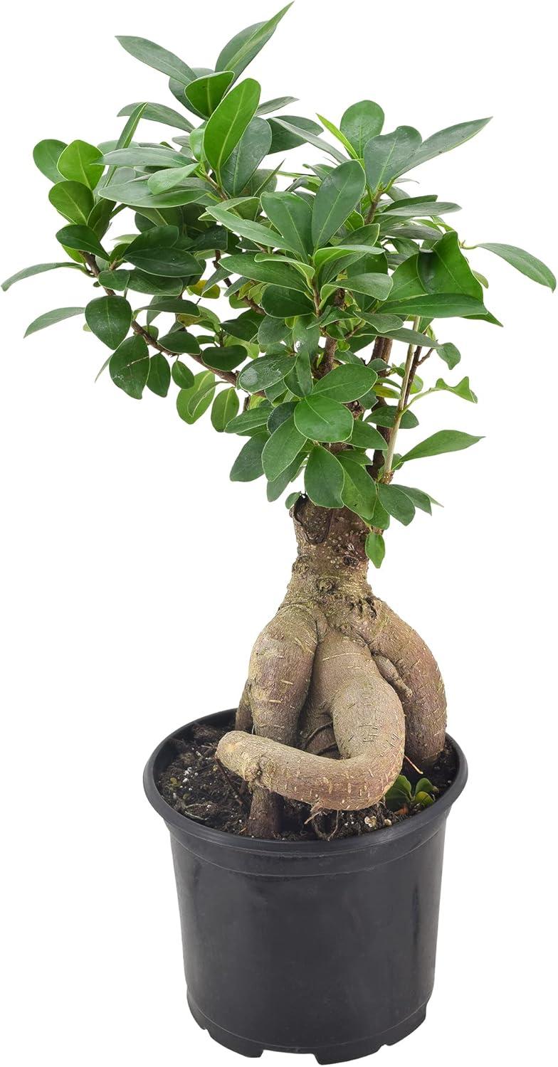 13'' Ficus Plant