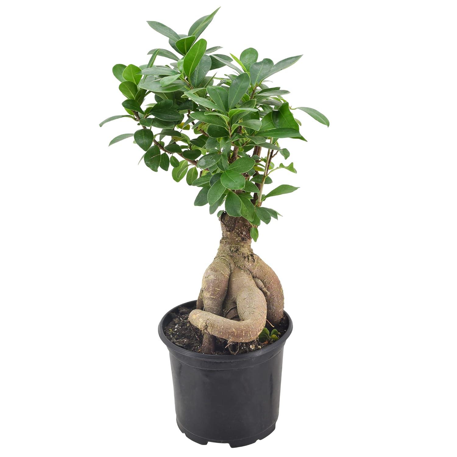 Primrue 13'' Ficus Plant